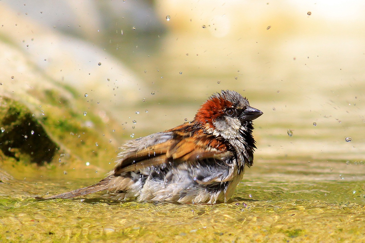 Pourquoi et comment nourrir les oiseaux en hiver ?