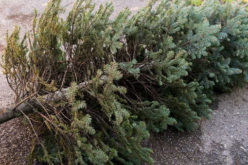 N’oubliez pas de déposer votre sapin !