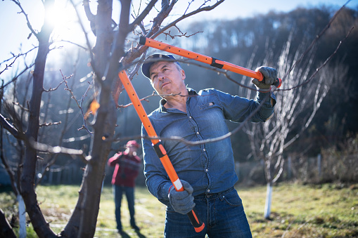 Formation à la taille d’arbres